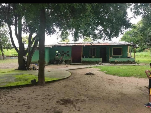 Imagen 3 de 14 de Granja Avicola-porcina A 10 Min. Del Centro De Barinas