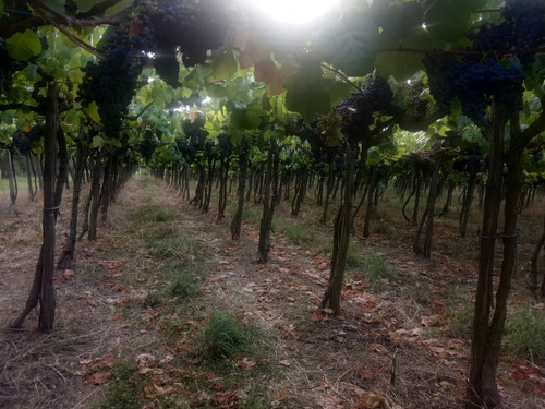 Imagen 9 de 14 de Excelente Chacra Con Viñedos Varias Cepas - Toledo Chico