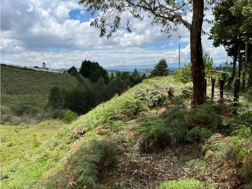 Rhbr-14483 (lote) (guarne)