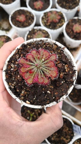 Planta Carnivora Drosera Spatulata 