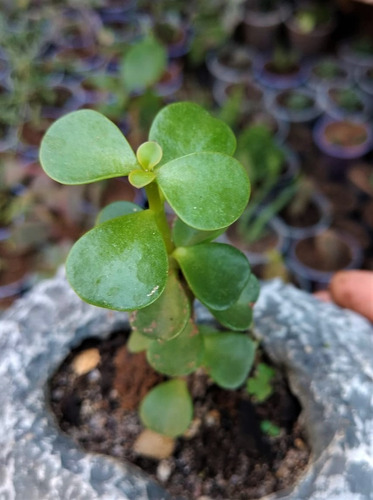 3 Muda Suculenta Portulacaria Afra - Planta Mini Jade -sorte