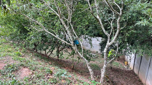 Imagem 25 de 25 de Chácara Em Mairiporã Para Reforma Com 630 M² - Ch00970 - 70738332