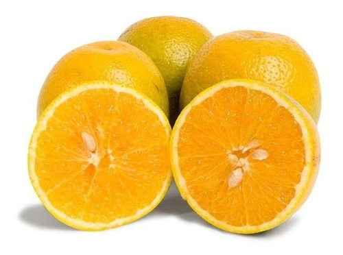 Muda De Laranja Pera Enxertada Início De Produção 90cm !!!!