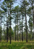 Comprar Semillas De Arbol De Plantas Raras Mas De 100 Semillas De Pi