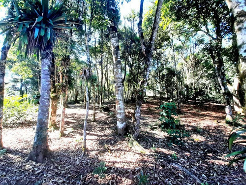 Imagem 26 de 29 de Chácara À Venda, 5000 M² Por R$ 300.000,00 - Borda Do Campo - São José Dos Pinhais/pr - Ch0065