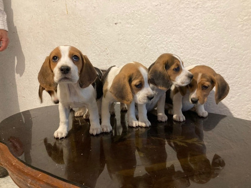 Beagle Cachorros Tricolor
