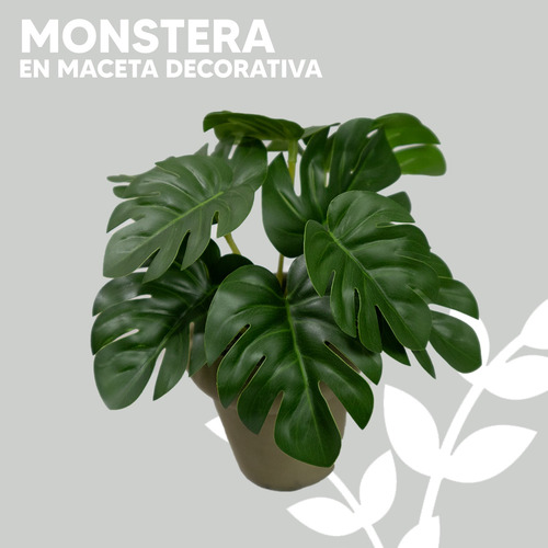 Monstera En Maceta De Cemento 15cm Color Café Hogar Interior