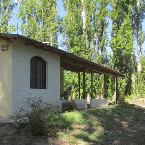 Venta Finca Olivos Ciruelas En San Rafael Mendoza