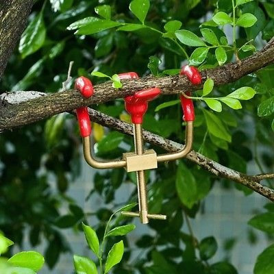 Bonsai Branch Bender Exceptional Wonderful Gyrate Instalació