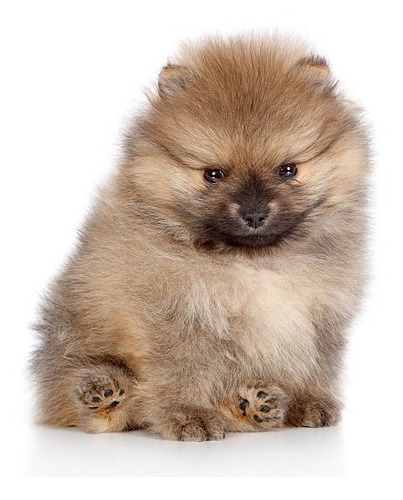 Cachorrito Pomerania Disponible Cachorro Pomeranie Puppy