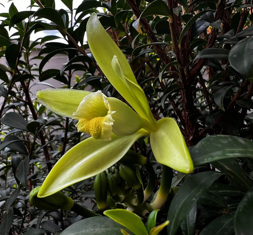 2 Mudas Da Real Orquídea Baunilha (vanilla Planifolia) +30cm