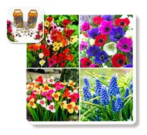 Comprar Mix De Bulbos De Flores (x10 Unid ) Imp. Holanda!!