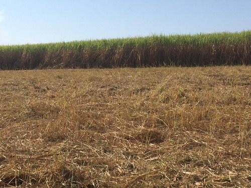 Fazenda Para Venda Em Nuporanga-sp Entre Sales Oliveira, Com 40 Alqueires Sendo 38,5 Alqueires Cana Arrendada A 70 Toneladas, Beira Do Asfalto - Fa00129 - 69331098