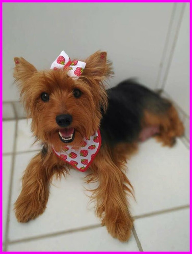 Imagem 1 de 3 de Conjunto:bandana + Laço Pet Combinando