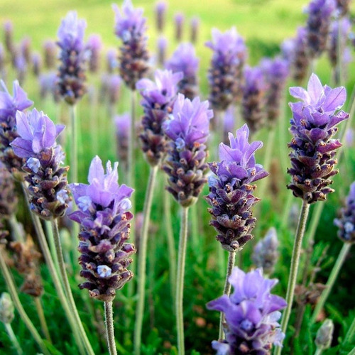 Planta Planta De Lavanda Se Seca