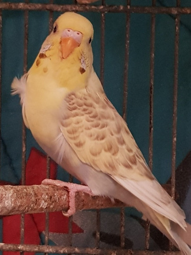 Pericos Australianos