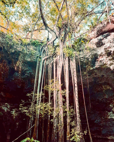 Imagen 9 de 30 de Lote De 1 Hectárea En Comunidad Eco Sustentable En Tulum P1970