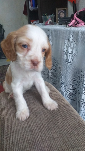 Imagem 1 de 2 de Cachorros Coocker