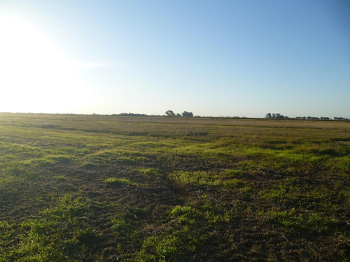 Imagen 4 de 6 de Campo - Bella Italia