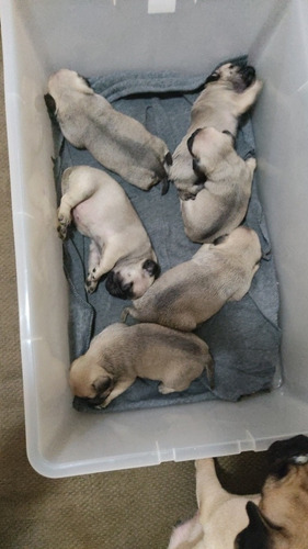 Imagen 3 de 6 de Pug Carlino