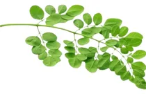 Comprar Planta De Moringa 50 Cms. De Alto Aprox