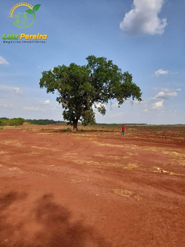 Imagem 11 de 15 de Fazenda À Venda Em Palmeiras - To - 1.297 Hectares (dupla Aptidão) - 1932