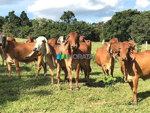 Imagem 3 de 15 de Fazenda - Zona Rural - Ref: 4343 - V-mta4343