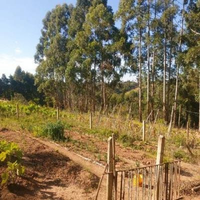 Imagem 12 de 14 de Chácara 400m2 Área Construída