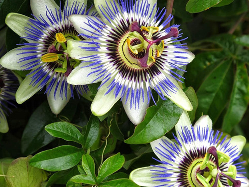 Semillas Passionflower Púrpura Hermosa Flor Exótica Perenne