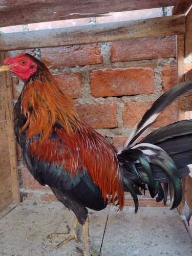 Gallos