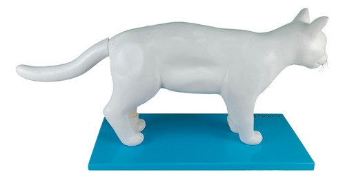Anatomia Gato Em 11 Partes