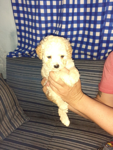 Imagen 6 de 9 de Caniches Cachorros
