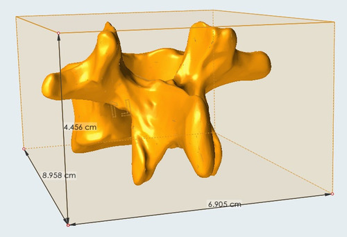 Vértebra Lumbar Tamaño Real A Elección Impresa En 3d