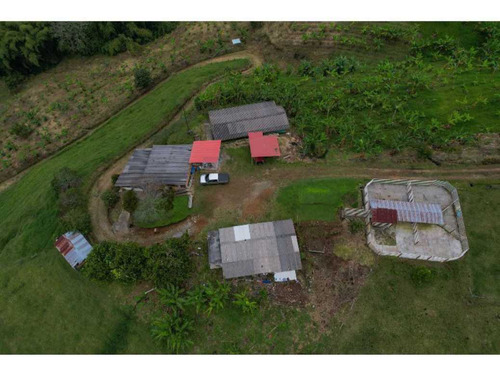 Finca De 52 Cuadras En Ganado, Plátano, Montaje Porcicola, Agua Propia