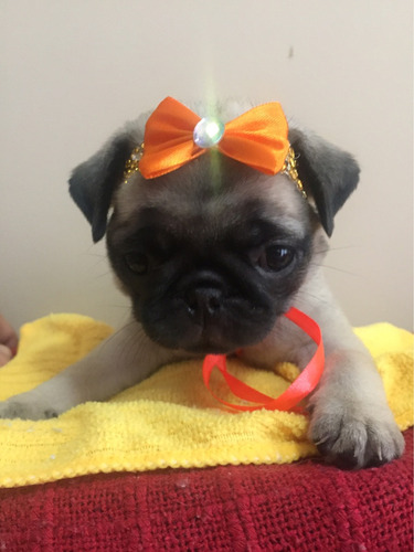 Lindíssima Pug Fêmea Micro 