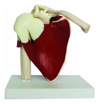 Comprar Modelo Articulacion Del Hombro Con Musculos  Enseñanza Salud