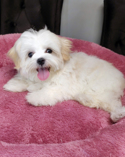 Cachorros Bichon Maltes Raza Pequeña Con Vacunas