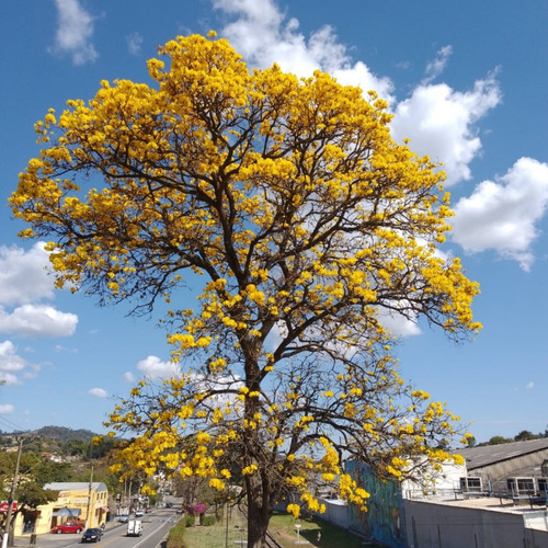 600 Sementes De Ipê Amarelo Cascudo, Do Cerrado, Ou Do Campo