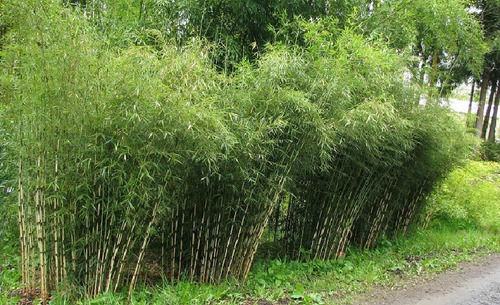 100 Semillas De Dendrocalamus Giganteus - Bambu Gigante