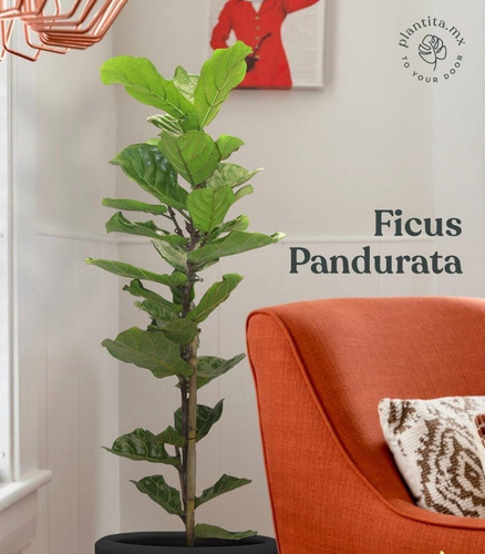 Ficus Pandurata O Lyrata De 1.70 Mts De Altura