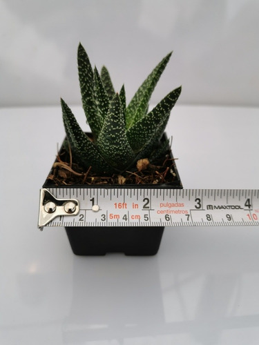 Imagen 2 de 10 de Suculentas Haworthia 32 Pzas 4 Variedades Envio Dhl