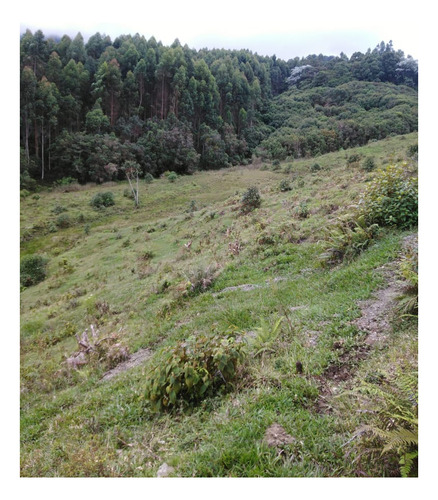 Imagen 6 de 19 de Finca Vocacion Aguacate Hass Y Otros En Jardin