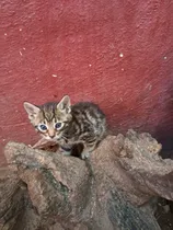 Comprar Gatito Bengal- Bengali- Bengal No Siames\u002Fexotico\u002Fpersa