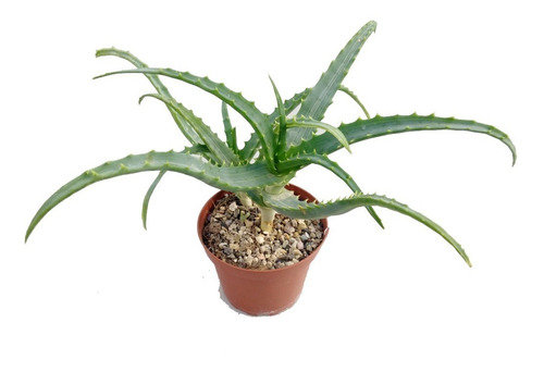 Muda Enraizada De Babosa Aloe Arborecens Com 15cm A 20cm