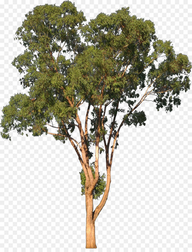 300 Sementes De Eucalipto Vermelho Eucalyptus Camaldulensis