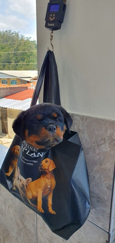 Filhotes De Rottweiler Com Pedigree