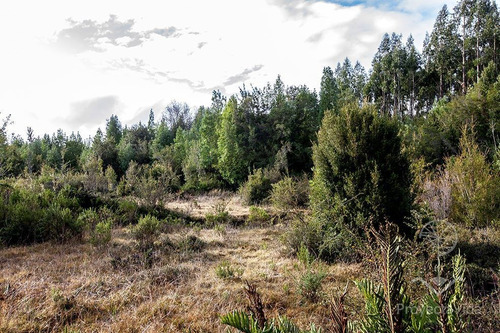 Venta Parcela 1 Hectárea En Ancud, Chiloé