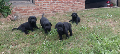 Cachorros Labrador Pedigree Kennel Club -  Cortijo Alborada