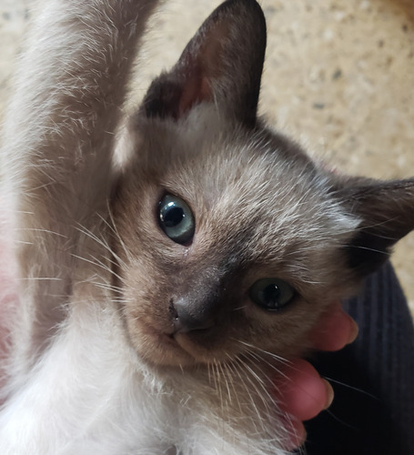Gatito Siames Macho. Lanús Marrón Claro