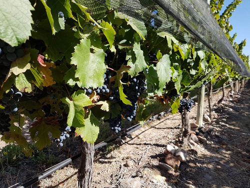 Finca De 23 Has En Venta En Mendoza - Viñedo Premium De Altura